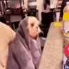 Doguinhos + preguiça + frio 3