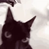 🐈 Gatitos 🐈‍⬛ 11
