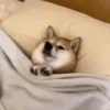 Perros Reacciones🐕🦴 25