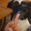 Funny Dogs 🐶 13