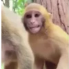 🐒🍌 Monos traviesos 🍌🐒 14
