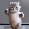 Dancing Kittens TikTok 🐱🎶🐈‍⬛ 17
