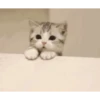 Animales cute ️ 14