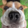 ALEATÓRIAS* DOGS 9