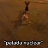 Animalitos cute ✨😸🐾 8