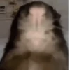 Animales divertidos 🐾 14
