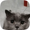 FuNnY CaTs 🐈‍⬛🐈 10