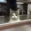 Gatitos Adorables 🐱🐈‍⬛ 7
