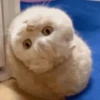 Animales cute ️ 15