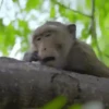 🌀 Monos - Changos 🐒 10