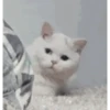 Animales cute ️ 16