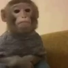 Monos traviesos  7