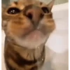 Animales divertidos 🐾 16