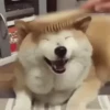 Perros Reacciones🐕🦴 23