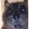 MemEs De GaTiToS 😀🐾🐱 19