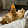 Gatitos Adorables 🐱🐈‍⬛ 9