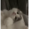 MemEs De GaTiToS 😀🐾🐱 16