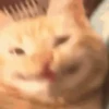 Gatinhos Engraçados😹 11