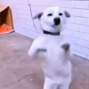 Animalitos cute ✨😸🐾 12