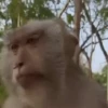 🐒🍌 Monos traviesos 🍌🐒 15