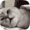 FuNnY CaTs 🐈‍⬛🐈 7