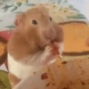 Animales divertidos 🐾 8