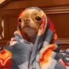 Perros Reacciones🐕🦴 6
