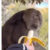 Macaquinhos gif 6