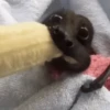 Animales divertidos 🐾 10