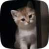 FuNnY CaTs 🐈‍⬛🐈 9