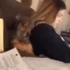 Funny Dogs 🐶 8