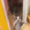 Meme kucing gif / cat 15
