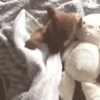 Doguinhos + preguiça + frio 15