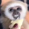 Macaquinhos gif 5