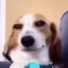 ALEATÓRIAS* DOGS 10