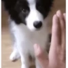 Funny Dogs 🐶 7