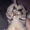 Gatitos Adorables 🐱🐈‍⬛ 12