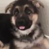 Perros Reacciones🐕🦴 12