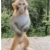 🐒🍌 Monos traviesos 🍌🐒 10