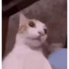 Gatos 🤪 10