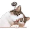 Random Cat 🐱🐾 5