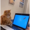 MemEs De GaTiToS 😀🐾🐱 5