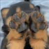 Perros Reacciones🐕🦴 9
