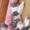 Gatos lindos 🐱💕✨ 11