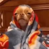 Doguinhos + preguiça + frio 12