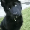 Perros Reacciones🐕🦴 29