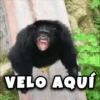 VELO AQUÍ