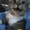 🐈 Gatitos 🐈‍⬛ 18
