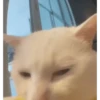 Animales divertidos 🐾 15