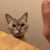 📲UN MIX PAL CHAT 9 📲 5